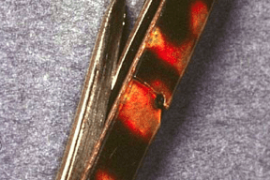 Tortoise Shell Pen Knife