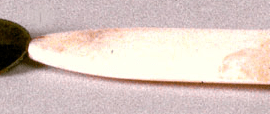 Steel and Ivory Scalpel